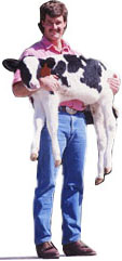 man with cow